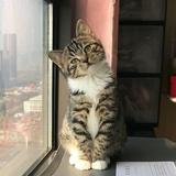 （分類：）位於 。 由 emilynos 提交（商品編號 1336072446，圖片 1）。簡介： 。