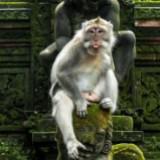 (Kategori: ) berada di . Dikirim oleh secretshine (ID iklan 1309165583, Gambar 1). Deskripsi: .