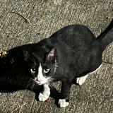 (Category: ) located in . Submitted by sydalgggg (Listing ID 1348214925, Image 1). Description: .
