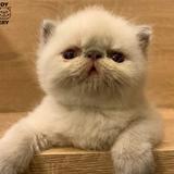 由 evagoodshop (刊登 ID 1283508589，圖片 1) 提交，位於 的 (類別：)，說明：。
