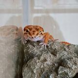 （分類：）位於 。 由 lollolly 提交（商品編號 1266238932，圖片 1）。簡介： 。