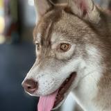 (Category: ) located in . Submitted by putenten (Listing ID 1372152984, Image 1). Description: .