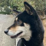 由 happydog. (刊登 ID 1384313586，圖片 1) 提交，位於 的 (類別：)，說明：。