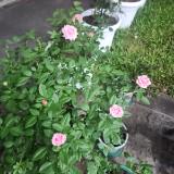 (Category: ) located in . Submitted by calista24 (Listing ID 1355449652, Image 1). Description: .