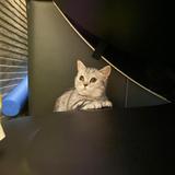 (分類:)位於 。 由 jake1005yuuuu 提交(商品編號 1447664119,圖片 1)。簡介: 。