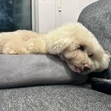 (Category: ) located in . Submitted by daniel.chia.7737 (Listing ID 1276221201, Image 1). Description: .