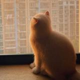 （分類：）位於 。 由 lkyyyyyyyyyyy 提交（商品編號 1249033602，圖片 1）。簡介： 。