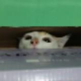 (Category: ) located in . Submitted by tenggp (Listing ID 1378229561, Image 1). Description: .