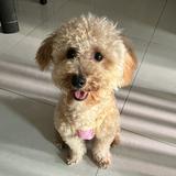 (分類:)位於 。 由 samanthakkkkk_852 提交(商品編號 1458100190,圖片 1)。簡介: 。