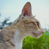 (Kategori: ) berada di . Dikirim oleh dredredre12 (ID iklan 1376797299, Gambar 1). Deskripsi: .