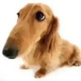 (Category: ) located in . Submitted by ilikedog123 (Listing ID 1380459131, Image 1). Description: .