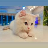 (Category: ) located in . Submitted by jyasumine (Listing ID 1348238271, Image 1). Description: .