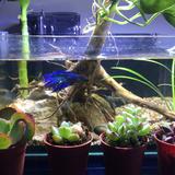 (Category: ) located in . Submitted by peinsix (Listing ID 1458742286, Image 1). Description: .