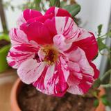 (Category: ) located in . Submitted by sinha.joyshree (Listing ID 1380181375, Image 1). Description: .