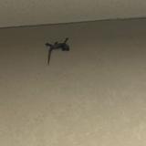 (Category: ) located in . Submitted by dlllyy (Listing ID 1469588715, Image 1). Description: .