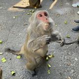 由 hibouu (刊登 ID 1353090089，圖片 1) 提交，位於 的 (類別：)，說明：。