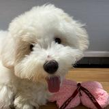 (Category: ) located in . Submitted by labeldog (Listing ID 1384846927, Image 1). Description: .
