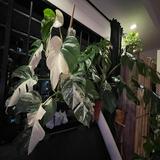 (Category: ) located in . Submitted by variegatedplants96 (Listing ID 1366626642, Image 1). Description: .