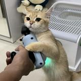 (分類:)位於 。 由 yauching1226 提交(商品編號 1454082230,圖片 1)。簡介: 。