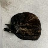 (Category: ) located in . Submitted by maybewho (Listing ID 1292413524, Image 1). Description: .