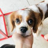 (Category: ) located in . Submitted by emmyhufflepup (Listing ID 1297995930, Image 1). Description: .