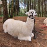 (Kategori: ) berada di . Dikirim oleh alpacani (ID iklan 1240617887, Gambar 1). Deskripsi: .