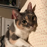 (Category: ) located in . Submitted by yyd6666 (Listing ID 1433301275, Image 1). Description: .