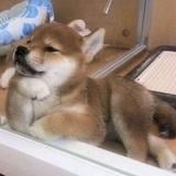 （分類：）位於 。 由 tokyu.select 提交（商品編號 1383959914，圖片 1）。簡介： 。