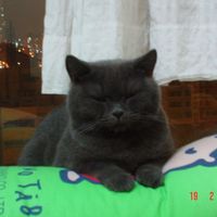 (分類:)位於 。 由 mable123 提交(商品編號 1450106630,圖片 1)。簡介: 。