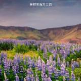 （分類：）位於 。 由 sample888sales 提交（商品編號 1311987257，圖片 1）。簡介： 。