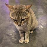 （分類：）位於 。 由 42sell 提交（商品編號 1175062752，圖片 1）。簡介： 。