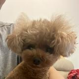 （分類：）位於 。 由 cyrus0914 提交（商品編號 1362616077，圖片 1）。簡介： 。