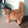 (Category: ) located in . Submitted by nazeerayusri (Listing ID 1386496129, Image 1). Description: .