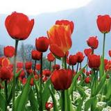 (Kategori: ) berada di . Dikirim oleh villageflower (ID iklan 1242769377, Gambar 1). Deskripsi: .