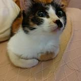 （分類：）位於 。 由 anguz 提交（商品編號 1259500176，圖片 1）。簡介： 。