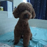 （分類：）位於 。 由 horacechan723 提交（商品編號 1385471921，圖片 1）。簡介： 。