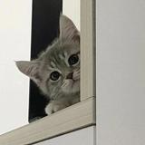 (Category: ) located in . Submitted by mon.dew (Listing ID 1444184907, Image 1). Description: .