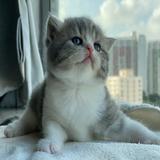（分類：）位於 。 由 swh97236 提交（商品編號 1385110630，圖片 1）。簡介： 。
