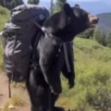 (Category: ) located in . Submitted by the_doppler (Listing ID 1378157768, Image 1). Description: .