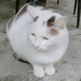 由 joe90163 (刊登 ID 1385141705，圖片 1) 提交，位於 的 (類別：)，說明：。