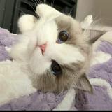 （分類：）位於 。 由 lycc_08 提交（商品編號 1381742470，圖片 1）。簡介： 。