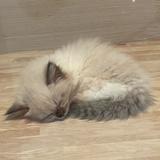 由 risarusaa (刊登 ID 1379759998，圖片 1) 提交，位於 的 (類別：)，說明：。