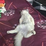 (Category: ) located in . Submitted by veryguud (Listing ID 1384681929, Image 1). Description: .