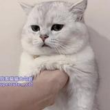 （分類：）位於 。 由 wealllovecatss 提交（商品編號 1358656801，圖片 1）。簡介： 。
