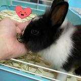 （分類：）位於 。 由 lawrenceman 提交（商品編號 1365406760，圖片 1）。簡介： 。
