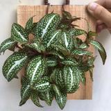 （分類：）位於 。 由 lioawi 提交（商品編號 1242718306，圖片 1）。簡介： 。