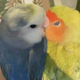 (Category: ) located in . Submitted by 222behappy (Listing ID 1374535823, Image 1). Description: .