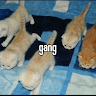 (Category: ) located in . Submitted by mango154 (Listing ID 1380842061, Image 1). Description: .