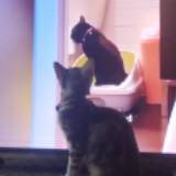 (Kategori: ) berada di . Dikirim oleh sunfl0wwer (ID iklan 1367137263, Gambar 1). Deskripsi: .