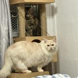 (Category: ) located in . Submitted by yekhaung (Listing ID 1368646676, Image 1). Description: .